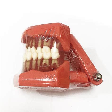 Denture Model Um A Tangshan Umg Medical Instrument Dental Care