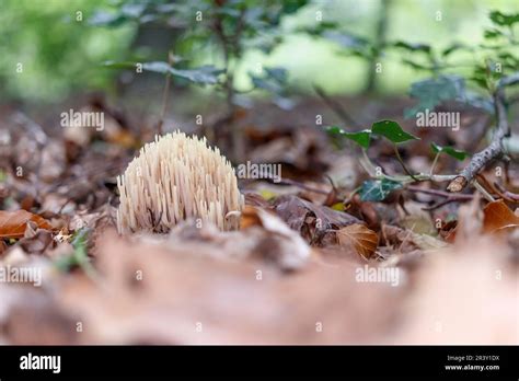 Ramaria Stricta Known As Upright Coral Strict Branch Coral Coral