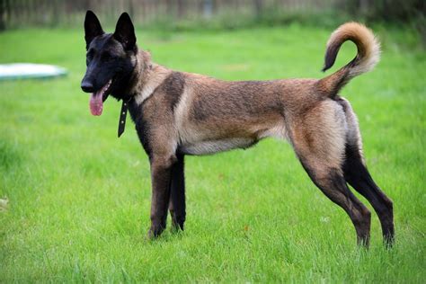 Owczarek Belgijski Malinois Dziennik Polski