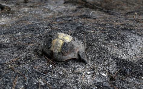 Climate change: how are animals adapting to megafires? | FMT