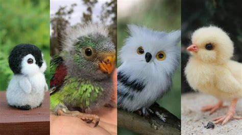 PAJAROS BEBES Los Más Lindos y Tiernos buho Aguilas Quetzal todos