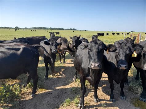 Cattle Pinkeye Treatment In 5 Steps West Texas Livestock Growers