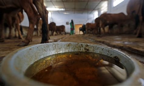 Niti Aayog Pushes For Cow Dung Urine Farming Technique Experts Cast