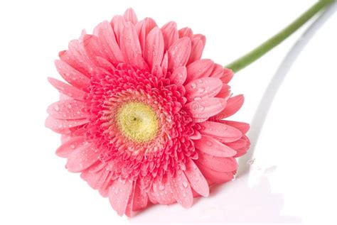 Roze Madeliefje Gerbera Met Waterdalingen Stock Foto Image Of Bloesem