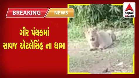 ગીર પંથક માં સાવજ એટલેસિંહ ના ધામા Aajtakwatchnews Youtube