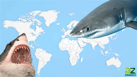 Where Do Great White Sharks Live? Explore Their Habitat and Range in Today's Oceans - A-Z Animals