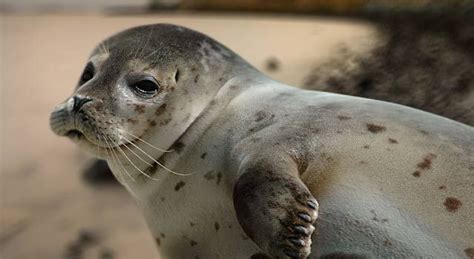 The Caspian Seal Pusa Caspica Has Moved From Vulnerable To