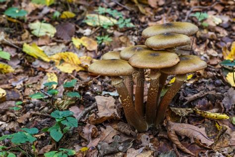 Armillaria Mellea Nmente Conocido Como Hongo De La Miel Es Un Hongo