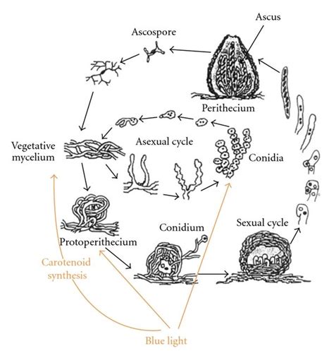 Life Cycle Of Neurospora Crassa Depending On Environmental Conditions