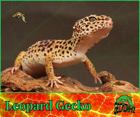 Types Of Pet Lizards: A Comprehensive Guide to Companions