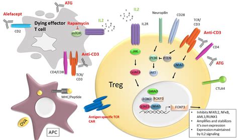 Frontiers Inducing And Administering Tregs To Treat Human Disease