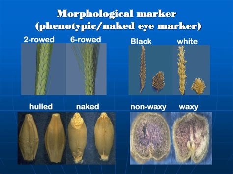 Ppt Genetic Markers In Plant Breeding Powerpoint Presentation Free