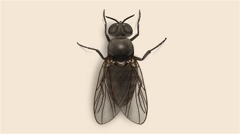 Facts About Black Flies | Fly Habits and Behaviors | Orkin