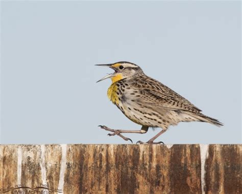 Western Meadowlark Images On The Wing Photography