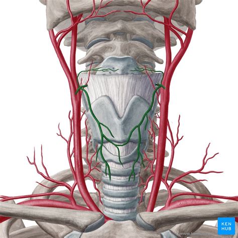 Superior thyroid artery: Anatomy, branches, supply | Kenhub