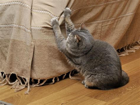 VIDEO Mon chat griffe le canapé que faire Sciences et Avenir