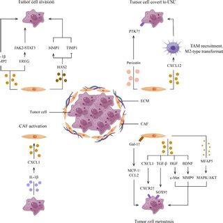 Crosstalk Between Tumor Cells And T Cells IL 23 And 6 Secreted By