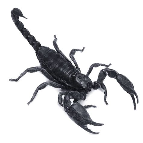 The Most Popular Scorpion Species Suitable As Pets Shrimp, 59% OFF