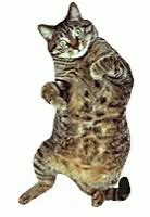 Cat Dancing Sticker - Cat Dancing Funny - Discover & Share GIFs