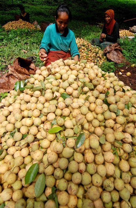 Produksi Buah Pala Antara Foto