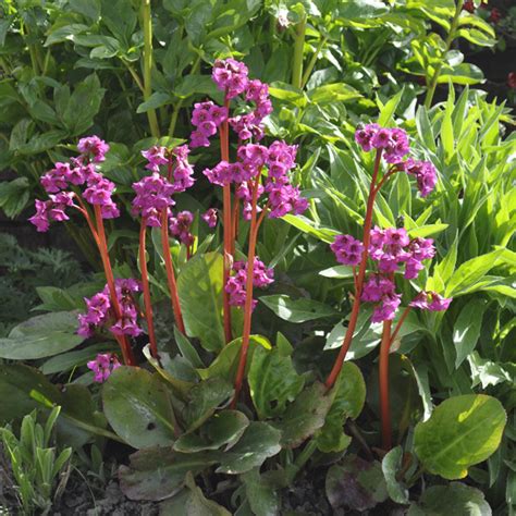 The Comprehensive Guide To Bergenia Elephant S Ears Plants Claire