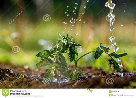 Watering Seedling Tomato In Greenhouse Garden Stock Photo Image Of