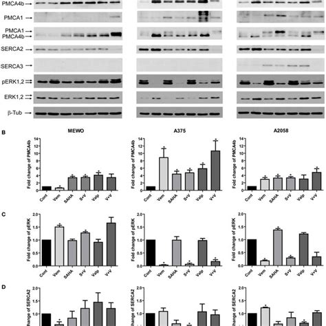 Combination Treatment With The Mutant BRAF Inhibitor Vemurafenib And