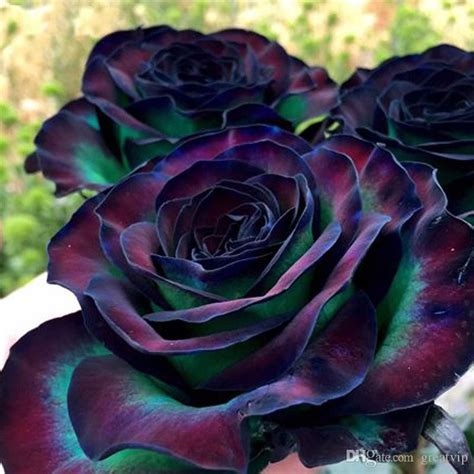 100 Seeds Rare Rose Flower Seeds Colorful Black Roses Bonsai Bush Tree Plant Flowers Desert