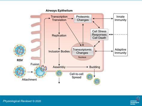 The Coupled Stages Of Cellular Respiration Masteringbiology