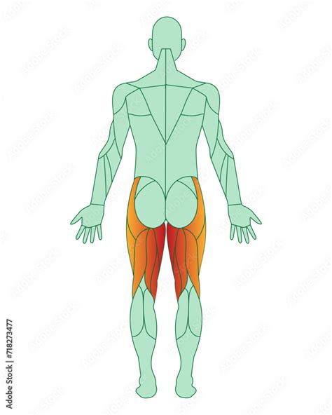 Figure Of A Man With Highlighted Muscles The Muscles Of The Back Of