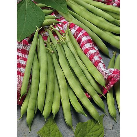 Haricot Nain Filet Mangetout Soliman Graines Baumaux