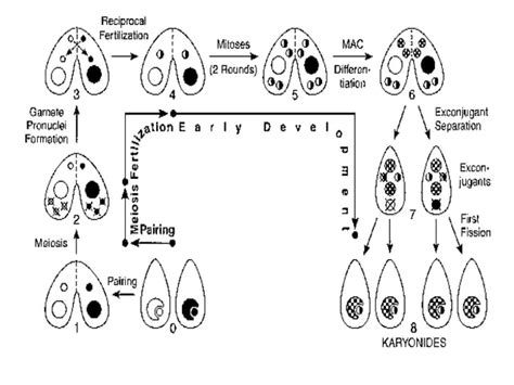 Sexual Reproduction In Protozoa