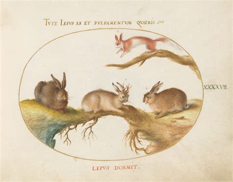 Jackalopes The Legendary Horned Rabbits Of The American West