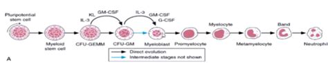Leukopoiesis Flashcards Quizlet