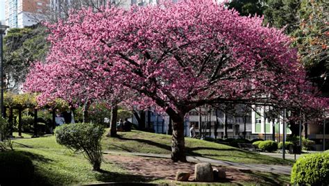 Curitiba Ganha Mil Mudas De Cerejeiras Da Comunidade Japonesa