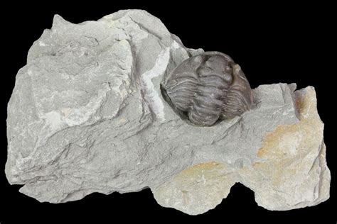 Removable Wide Enrolled Flexicalymene Trilobite In Shale Ohio