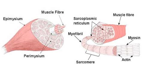 Muscle Strain Grade 1 2 And 3 Torn Muscles Explained