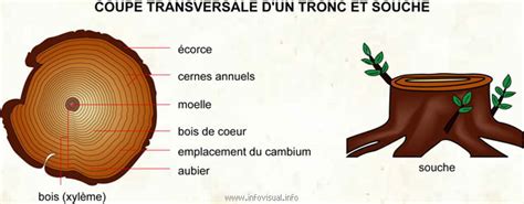 Coupe Transversale D Un Tronc Et Souche Dictionnaire Visuel