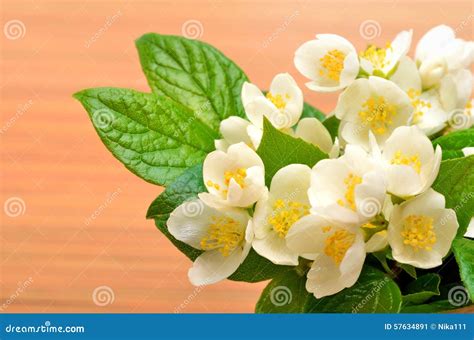 Jasmine Flower Bouquet on Wood Stock Image - Image of bloom, branch ...