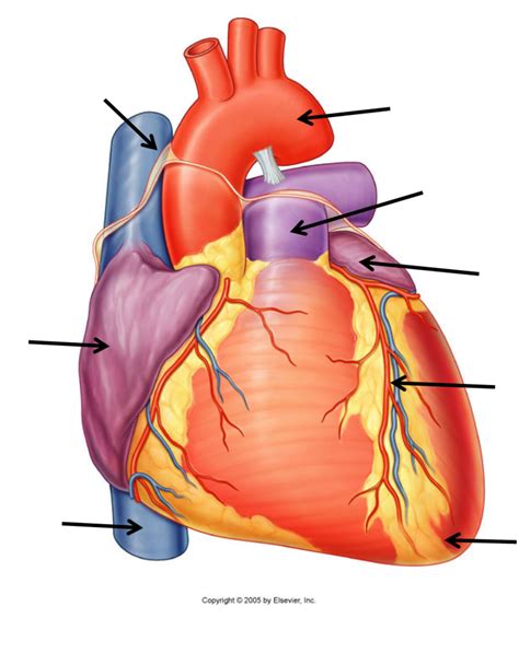 Exterior Heart Anatomy Anterior Diagram Quizlet