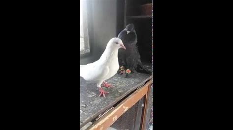 Pigeon Kissing And Mating Dance Youtube