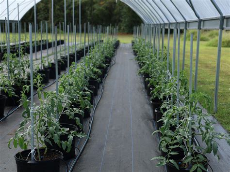 Variety Of Flowers In A Greenhouse · Free Stock Photo