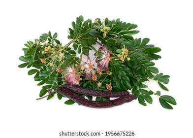 Samanea Saman Flower Leaf Isolated On Stock Photo 1956675226 | Shutterstock