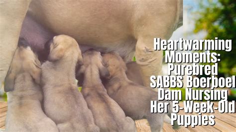 Real Boerboels Heartwarming Moments Purebred Sabbs Boerboel Dam