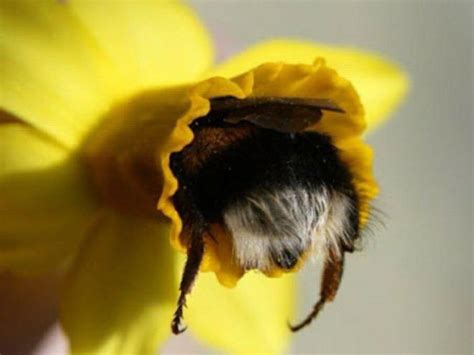 Day 6 Bumblebees Sometimes Sleep Or Cuddle With Another Bee In Flowers