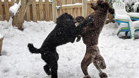 Reenacting the final battle of The Lion King : r/dogpictures