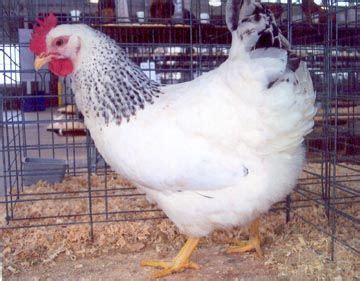 Delaware Chickens - Brown Egg Layers | Cackle Hatchery® | Delaware ...