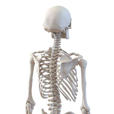 Human Male Skeleton D Model Ds Fbx Obj Max Ma C D Blend