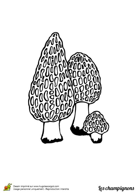 Coloriage Champignon Morilles Sur Hugolescargot