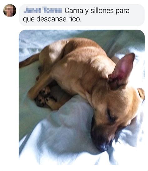 15 Mascotas De Los Lectores De Genial A Las Que Les Encanta Dormir En